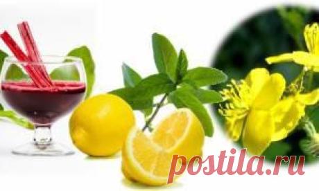 Чистка лимфы: народные средства, рецепты, отзывы