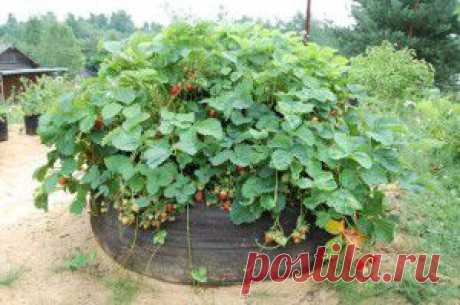 Контейнер BAGPOT – огород без хлопот! - GrowHobby.ru
Контейнер BAGPOT обладает свойствами, которые отсутствуют у других контейнеров для выращивания растений. В нём происходит автоматическая воздушная подрезка корневой системы. В результате подрезки формируется мочковатая корневая система, которая максимально эффективно использует почву. Подрезка происходит, когда кончик корня, прорастая сквозь стенки контейнера попадает в воздушную среду и отсыхает, тем самым стимулируя развитие боковых корневы