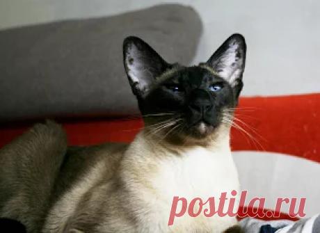 Альбом – Google+