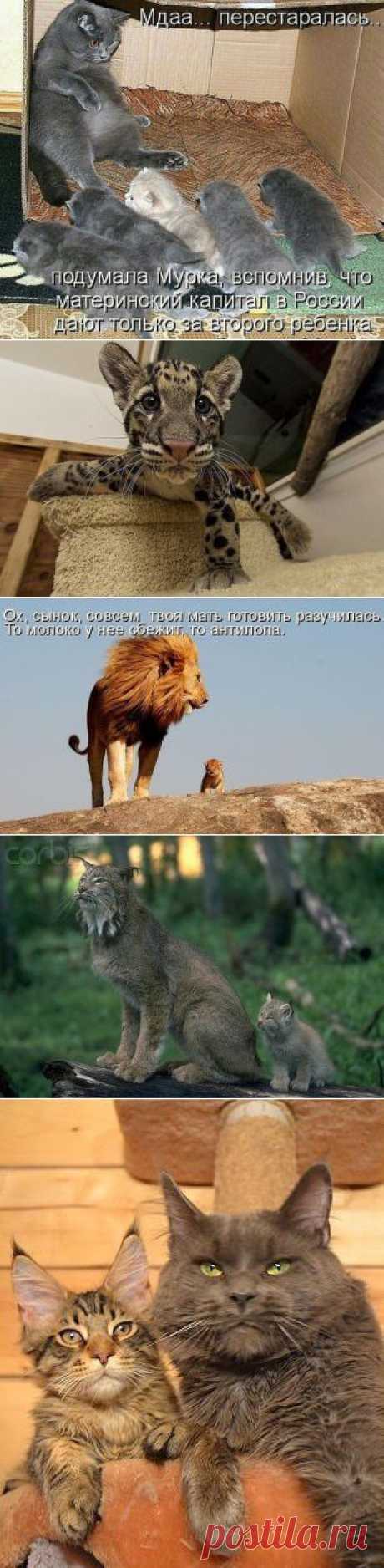 Какие разные эти кошки)))