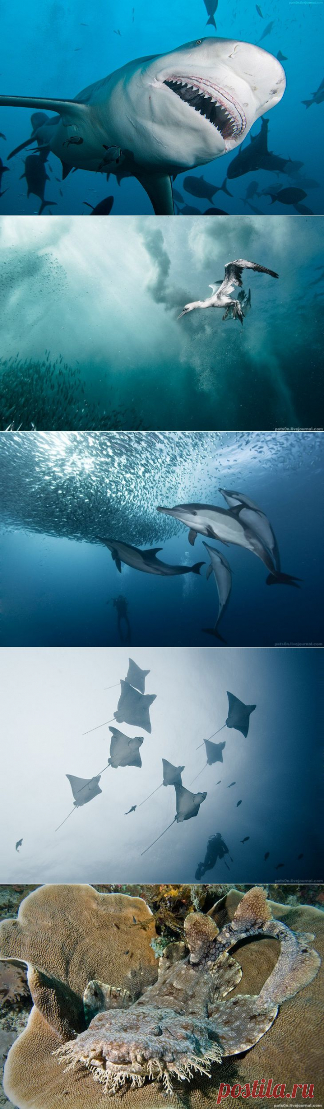 Фотографии подводного мира Александра Сафонова.