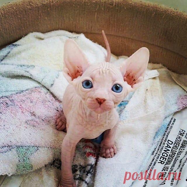 25 фото, доказывающих, что Сфинксы — это совсем не «Фууу!», а очаровательные милые котики