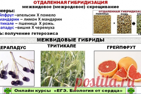 И В СЕЛЕКЦИИ РАСТЕНИЙ, И В СЕЛЕКЦИИ ЖИВОТНЫХ ПРИМЕНЯЕТСЯ МЕТОД ОТДАЛЕННОЙ ГИБРИДИЗАЦИИ