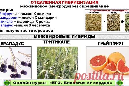 И В СЕЛЕКЦИИ РАСТЕНИЙ, И В СЕЛЕКЦИИ ЖИВОТНЫХ ПРИМЕНЯЕТСЯ МЕТОД ОТДАЛЕННОЙ ГИБРИДИЗАЦИИ