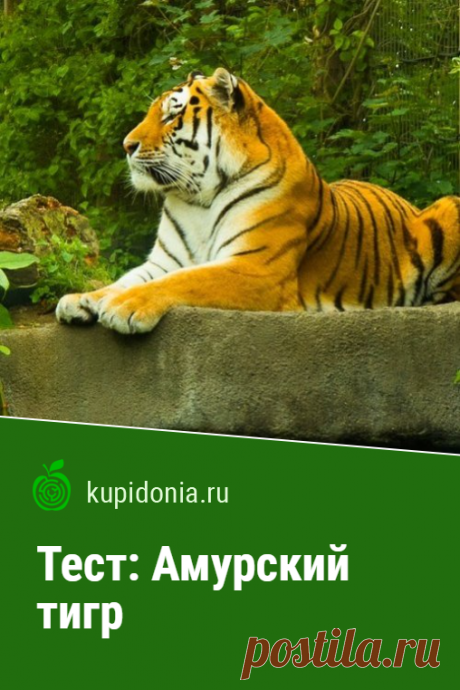 Тест: Амурский тигр. Интересный тест из серии о диких животных об амурском тигре. Проверьте свои знания!