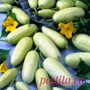 ОГУРЕЦ БЕЛЫЙ
Съедобный огурец. Сам по себе этот огурец мало чем отличается от своих зеленых собратьев, единственная разница – это белый цвет его плодов. Не только окраска огурца является его достоинством. Белое чудо обладает также отменными вкусовыми качествами и высокой урожайностью.