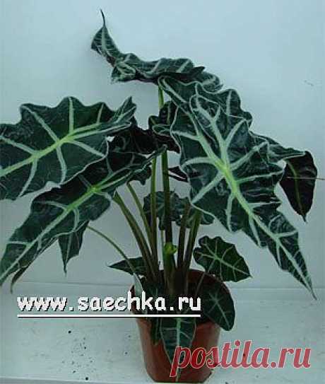 Алоказия (Alocasia) - комнатные растения и цветы для сада: выращивание, местоположение, температура, полив, пересаживание, размножение, болезни и вредители