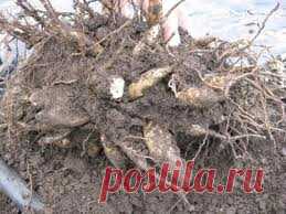 Правила выкопки и способы хранения георгин | Дача - впрок