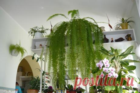 Цветы для северного подоконника