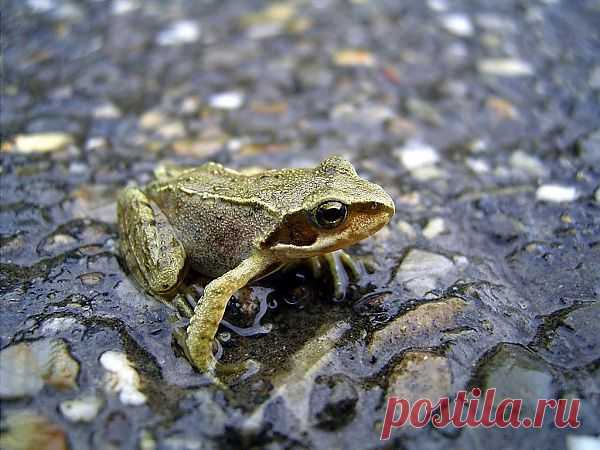Frog wallpaper | Animalwallpapers.in