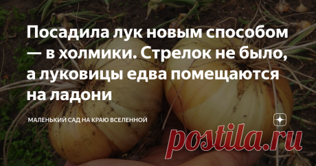 Посадила лук новым способом — в холмики. Стрелок не было, а луковицы едва помещаются на ладони Добрый день, друзья-луководы!  В этом году я себя — как успешного луковода — награжу золотой медалью. Потому что заслужила. Такого большого, а главное, здорового урожая я не выращивала на своем участке никогда.  Вес луковиц достигает 300-400 граммов.  Три луковицы — и вес больше килограмма.  А для моей щелочной земли — сплошного песка это большое достижение.  Как всегда отмечаю, ...