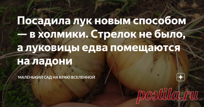 Посадила лук новым способом — в холмики. Стрелок не было, а луковицы едва помещаются на ладони Добрый день, друзья-луководы!  В этом году я себя — как успешного луковода — награжу золотой медалью. Потому что заслужила. Такого большого, а главное, здорового урожая я не выращивала на своем участке никогда.  Вес луковиц достигает 300-400 граммов.  Три луковицы — и вес больше килограмма.  А для моей щелочной земли — сплошного песка это большое достижение.  Как всегда отмечаю, ...