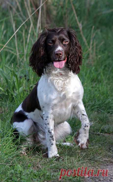 Our beautiful Millie 4 years old today happy birthday lass… | Flickr