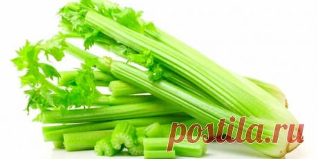 Когда сажать сельдерей на рассаду - Сад и огород