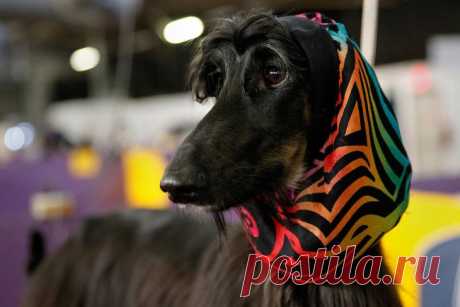 &gt;&gt; Выставка собак Westminster Kennel Club 2014 | ФОТО НОВОСТИ