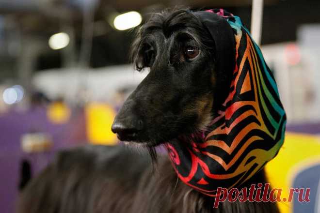 >> Выставка собак Westminster Kennel Club 2014 | ФОТО НОВОСТИ