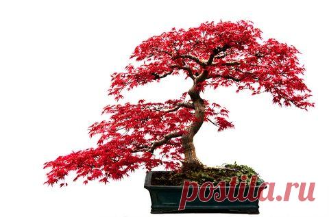 Japanese Maple Bonsai - What I would have if I were to start bonsai gardening   |  Pinterest