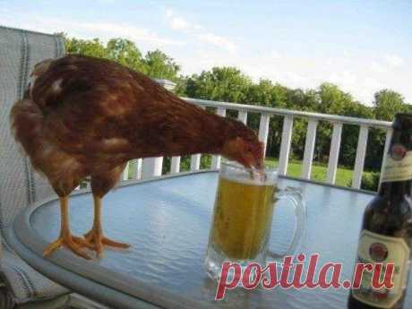 Наглость — второе счастье / Питомцы