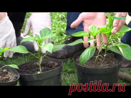 Секреты посадки перца! Повышает урожай!!!