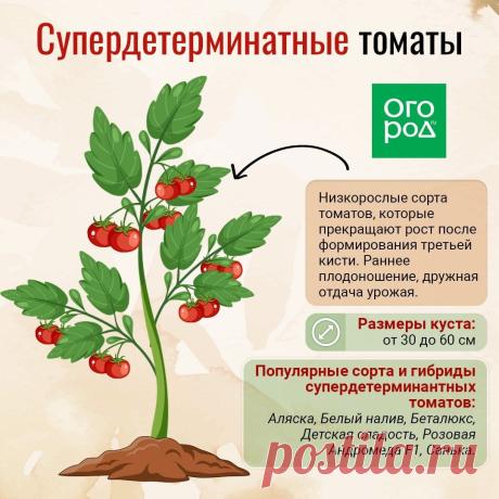 Супердетерминантные томаты