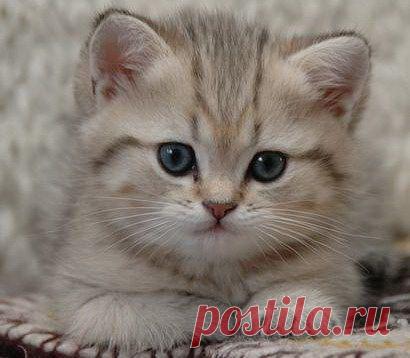 Приложение "Открытки"
Алёнка С