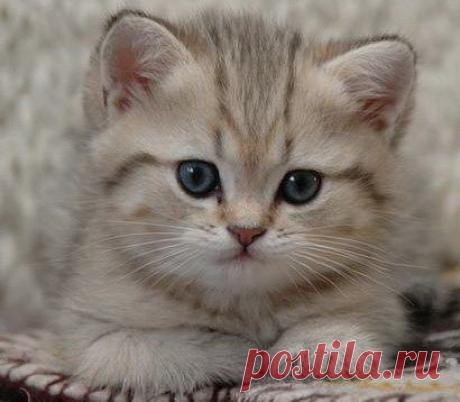 Приложение &quot;Открытки&quot;
Алёнка С