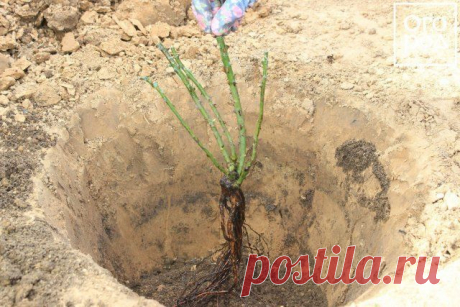 Реанимация роз, или Что делать, если купили плохие саженцы