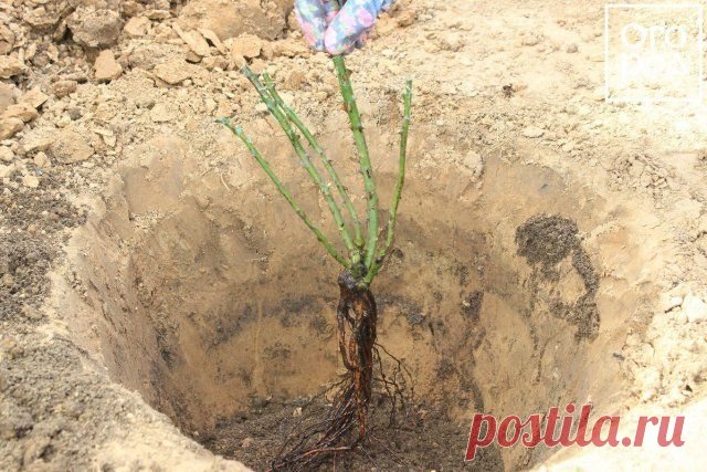 Реанимация роз, или Что делать, если купили плохие саженцы