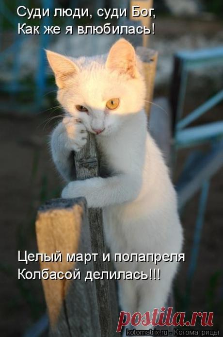 Отличная котоматрица для поднятия настроения