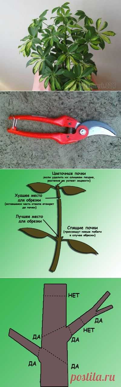 Формирование комнатных растений