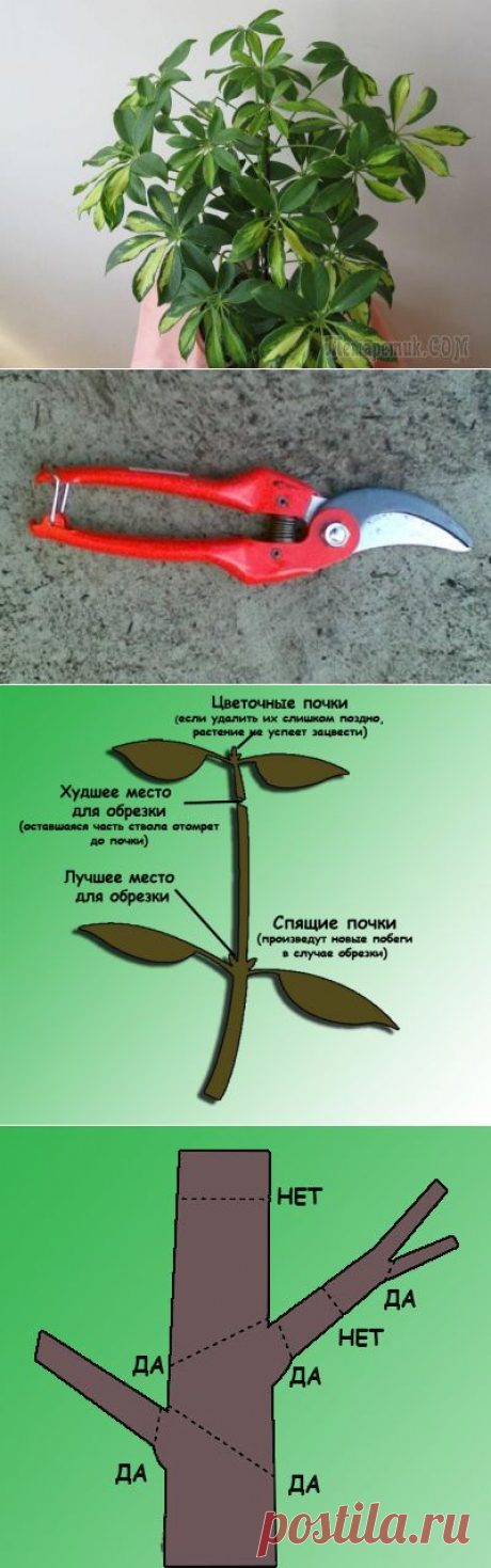 Формирование комнатных растений