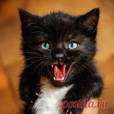 Имя - OGADANIE.RU