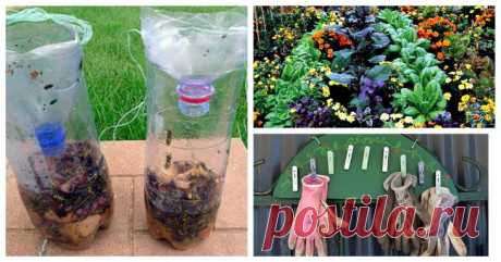 Гениальная идея для участка: как вырастить 100 кг картофеля на 1 кв. м. площади – В РИТМІ ЖИТТЯ