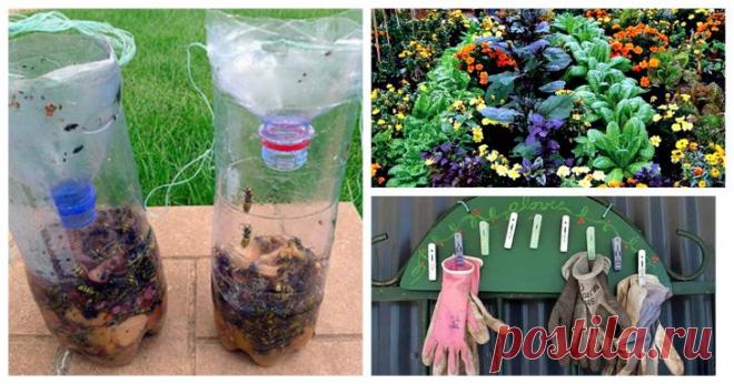 Гениальная идея для участка: как вырастить 100 кг картофеля на 1 кв. м. площади – В РИТМІ ЖИТТЯ