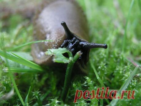 Как избавиться от слизней на огороде