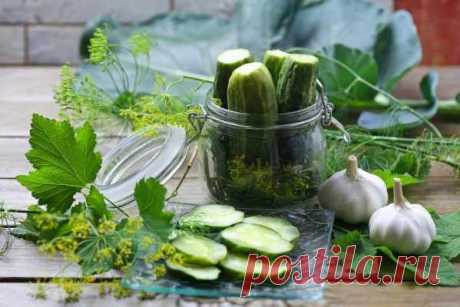 Соленые и маринованные огурцы: секреты заготовки — Домашняя кулинария