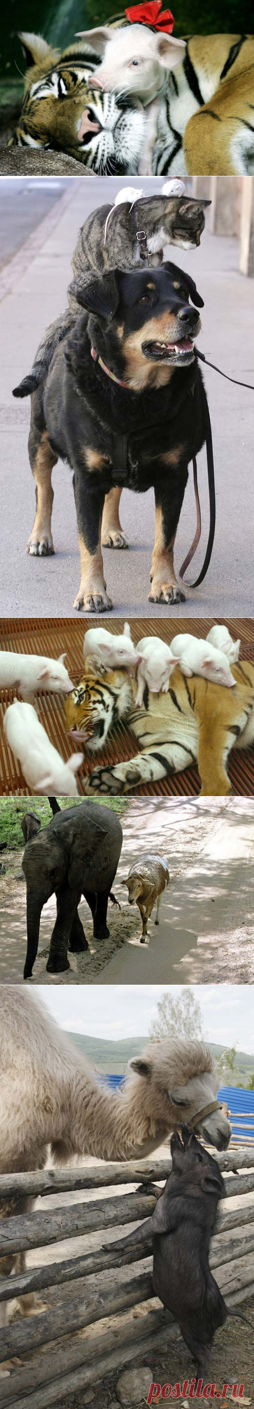 Странные парочки животных