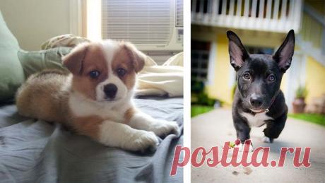 Вот что получается, когда скрещиваешь корги с другими породами собак (21 фото) | Чёрт побери Что бы вы себе не представляли и о чем бы не мечтали, в нашем сегодняшнем списке вы найдете любой тандем, и действительно, такое скрещивание в большинстве случаев кажется довольно удачным, во всяком случае собаки выглядят довольно необычно, симпатично и потешно.    Корги +Золотистый ретривер     Корги + Австралийская овчарка    Корги + Немецкая овчарка    Корги + Далматин    Корги ...