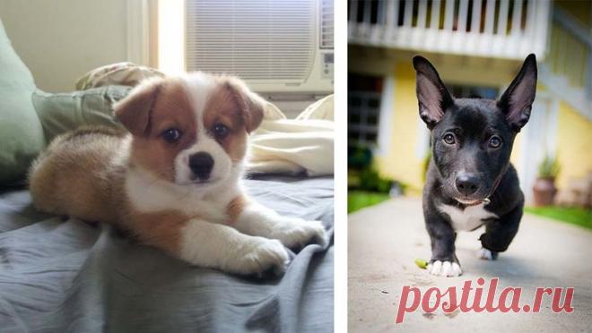 Вот что получается, когда скрещиваешь корги с другими породами собак (21 фото) | Чёрт побери Что бы вы себе не представляли и о чем бы не мечтали, в нашем сегодняшнем списке вы найдете любой тандем, и действительно, такое скрещивание в большинстве случаев кажется довольно удачным, во всяком случае собаки выглядят довольно необычно, симпатично и потешно.    Корги +Золотистый ретривер     Корги + Австралийская овчарка    Корги + Немецкая овчарка    Корги + Далматин    Корги ...