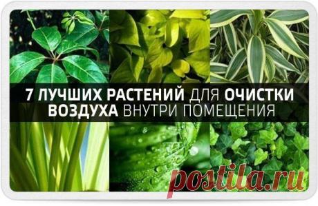 КАКИЕ КОМНАТНЫЕ РАСТЕНИЯ, ХОРОШО ОЧИЩАЮТ ВОЗДУХ