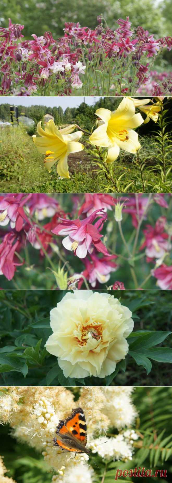 (+1) тема - моё цветочное лето (аквилегия и желтый пион) | 6 соток