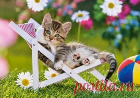 ЛЕЖАК ДЛЯ КОШКИ СВОИМИ РУКАМИ
#ДляДомашнихПитомцев
Лучший друг кошки – это не человек, и уж точно не другая кошка. Лучший друг урчащей неженки – Морфей, в объятиях которого любая кошка проводит большую часть жизни. Обидно? Да нисколько: кто станет ревновать к мифологическому персонажу? А смастерив лежак для кошки своими руками, мы даже поспособствуем тесной дружбе двух созданий, схожих любовью к невероятным выдумкам и блаженному комфорту...
Прелесть в том, что все очень просто. Времени потребуе