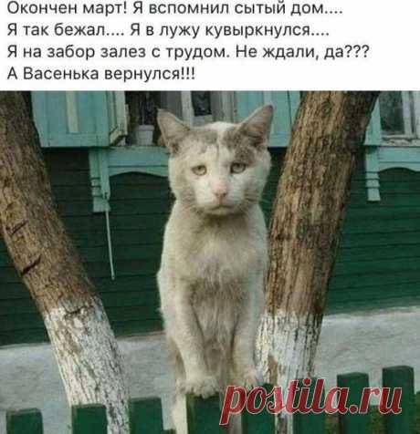 Возвращения блудного кота