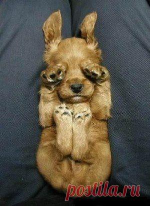 – Ох, глаза б мои этого не видели, а уши не слышали !