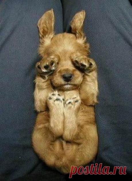 – Ох, глаза б мои этого не видели, а уши не слышали !