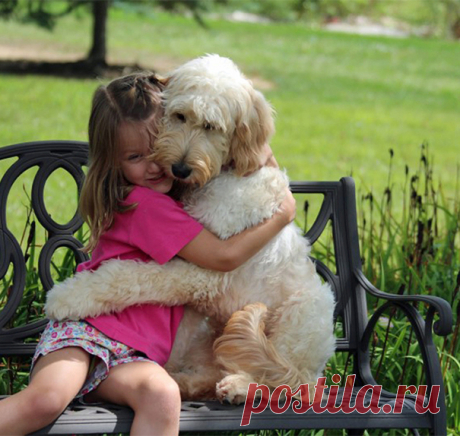 Собаки обнимаки