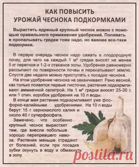 Как повысить урожай чеснока подкормками
 ПОДКОРМКИ ОВОЩЕЙ