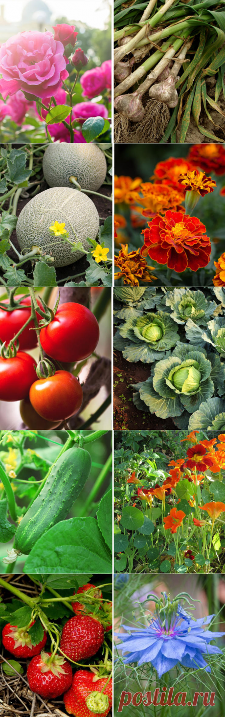 26 растений, которые всегда должны расти бок о бок на одной грядке Садоводы знают, что разные растения могут «помогать» и «мешать» расти друг другу. Доказано, что растения, посаженные в определенных комбинациях, необыкновенным (и даже загадочным) образом помогают др…