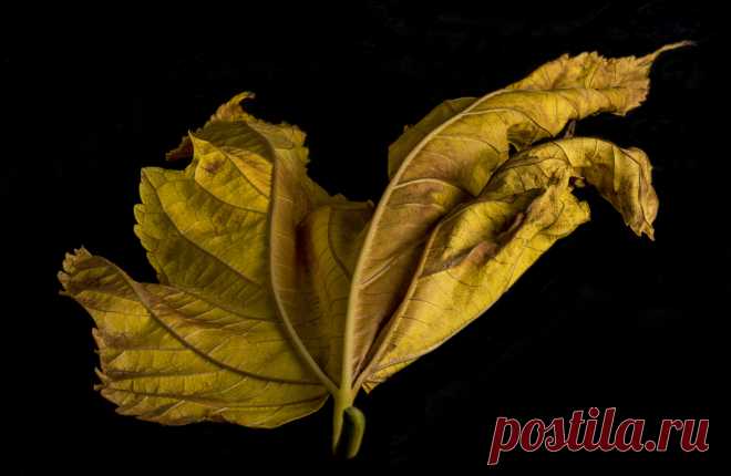 Contours And Textures In A Gold Leaf