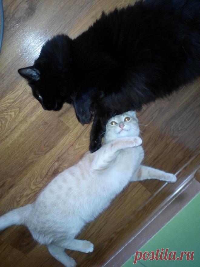 ДРУЗЬЯ НЕРАЗЛУЧНИКИ